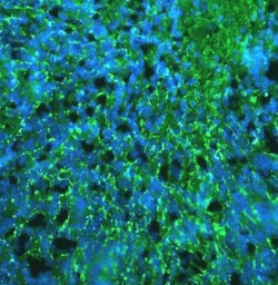 Myelin PLP Antibody, Novus Biologicals 0.25mL; Unlabeled:Antibodies, Polyclonal