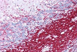 Myelin PLP Antibody, Novus Biologicals:Antibodies:Primary Antibodies