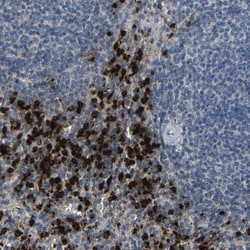 Myeloperoxidase/MPO Antibody, Novus Biologicals 0.1mL; Unlabeled:Antibodies,