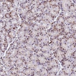 MYEOV2 Antibody, Novus Biologicals:Antibodies:Primary Antibodies