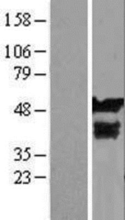 Novus Biologicals&trade;&nbsp;MYG1 Overexpression Lysate