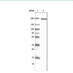 MYH6 Antibody (CL2148), Novus Biologicals:Antibodies:Primary Antibodies