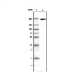 MYH6 Antibody (CL2155), Novus Biologicals:Antibodies:Primary Antibodies