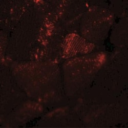 MYH8 Antibody - BSA Free, Novus Biologicals:Antibodies:Primary Antibodies