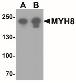 MYH8 Antibody - BSA Free, Novus Biologicals:Antibodies:Primary Antibodies