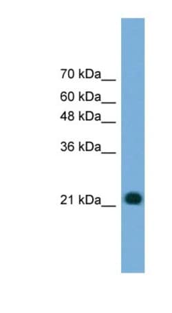 MYL4 Antibody, Novus Biologicals 100 &mu;L | Buy Online | Novus Biologicals | Fisher Scientific