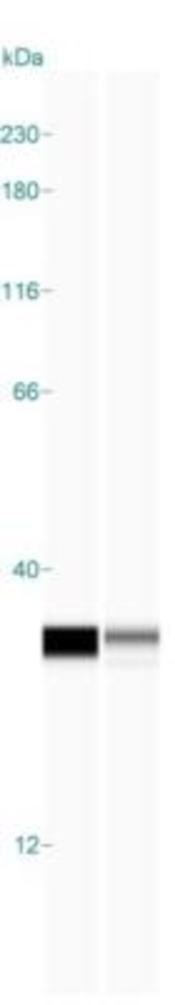 MYL4 Antibody, Novus Biologicals 0.1mL; Unlabeled:Antibodies, Polyclonal