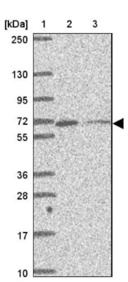 MYLK2 Antibody, Novus Biologicals 0.1mL; Unlabeled:Antibodies, Polyclonal