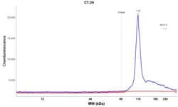 MYO1G Antibody, Novus Biologicals 0.1mL; Unlabeled:Antibodies, Polyclonal