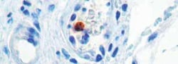MyoD Antibody (5.2F), Novus Biologicals 0.5 mL; Unconjugated:Antibodies,