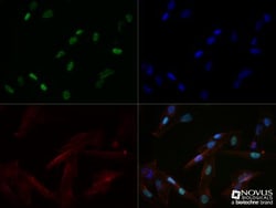 MyoD Antibody (5.8A) - BSA Free, Novus Biologicals:Antibodies:Primary Antibodies