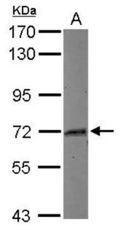 Myoneurin Antibody, Novus Biologicals 0.1mL; Unlabeled:Antibodies, Polyclonal