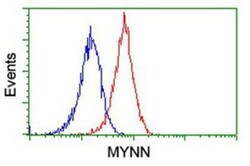 Myoneurin Antibody (OTI1F10), Novus Biologicals 0.1mL; Unlabeled:Antibodies,