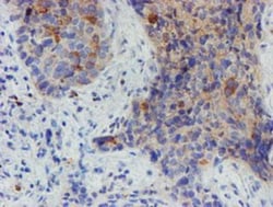 Myoneurin Antibody (OTI1F10), Novus Biologicals 0.1mL; Unlabeled:Antibodies,