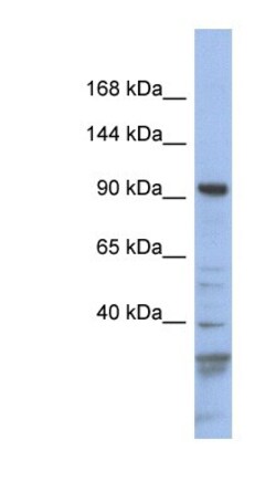 Myosin 1C Antibody, Novus Biologicals 0.05mg; Unlabeled:Antibodies, Polyclonal