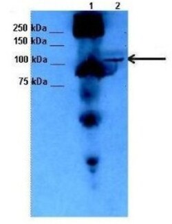 Myosin 1C Antibody, Novus Biologicals 0.05mg; Unlabeled:Antibodies, Polyclonal