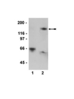 Myosin Phosphatase, p Thr853 Antibody (SA19), Novus Biologicals 0.1 mL | Buy Online | Novus Biologicals | Fisher Scientific