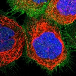 Myosin 1B Antibody, Novus Biologicals:Antibodies:Primary Antibodies