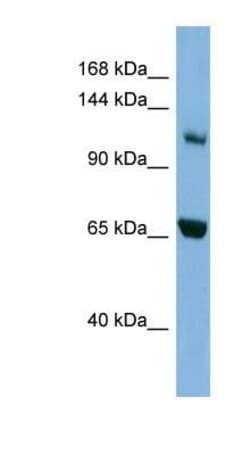 Myosin 1E Antibody, Novus Biologicals 0.05mg; Unlabeled:Antibodies, Polyclonal