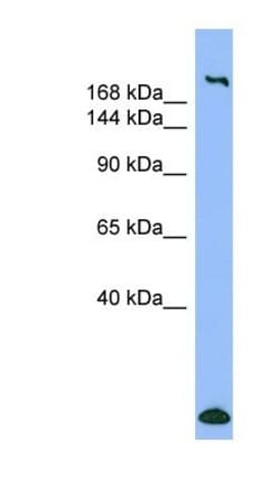 Myosin Heavy Chain 1 Antibody, Novus Biologicals 0.05mg; Unlabeled:Antibodies,