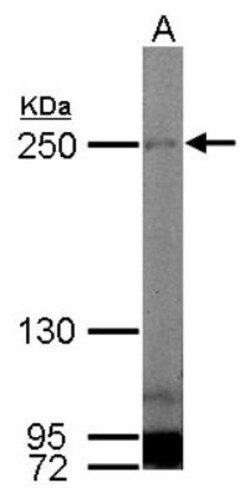 Myosin Heavy Chain 1 Antibody, Novus Biologicals 0.1mL; Unlabeled:Antibodies,