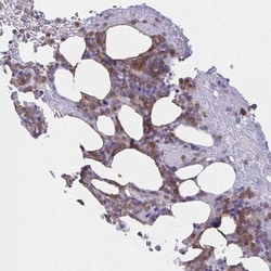 Myosin IF Antibody, Novus Biologicals:Antibodies:Primary Antibodies