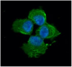 Myosin Light Chain 2 Antibody (3B2) - BSA Free, Novus Biologicals 0.1mL;