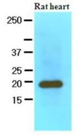 Myosin Light Chain 2 Antibody (3B2) - BSA Free, Novus Biologicals 0.1mL;