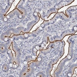 Myosin VIIb Antibody, Novus Biologicals 25 &mu;L; Unlabeled:Antibodies,