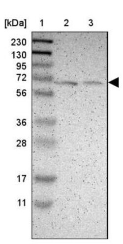 Myotubularin Antibody, Novus Biologicals 0.1mL; Unlabeled:Antibodies, Polyclonal