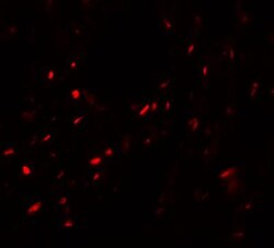 MYOZAP Antibody - BSA Free, Novus Biologicals 0.025 mg, Unconjugated:Antibodies,