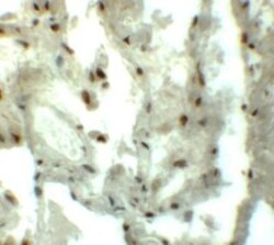 MYOZAP Antibody - BSA Free, Novus Biologicals 0.025 mg, Unconjugated:Antibodies,