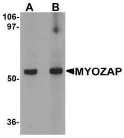 MYOZAP Antibody - BSA Free, Novus Biologicals 0.025 mg, Unconjugated:Antibodies,