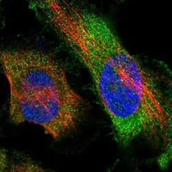 myozenin 3 Antibody, Novus Biologicals:Antibodies:Primary Antibodies