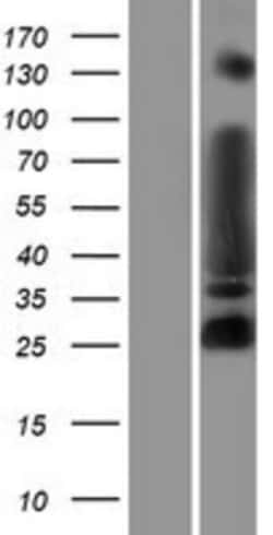 Novus Biologicals&trade;&nbsp;MYT1L Overexpression Lysate