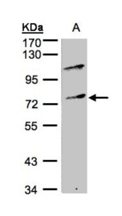 MZF1 Antibody, Novus Biologicals 0.1mg; Unlabeled:Antibodies, Polyclonal