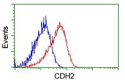 N-Cadherin Antibody (OTI2G7), Novus Biologicals 0.1mL; Unlabeled:Antibodies,