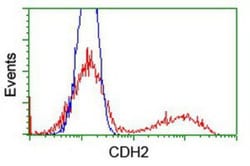N-Cadherin Antibody (OTI2G7), Novus Biologicals 0.1mL; Unlabeled:Antibodies,