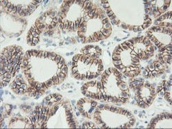 N-Cadherin Antibody (OTI2G7), Novus Biologicals 0.1mL; Unlabeled:Antibodies,