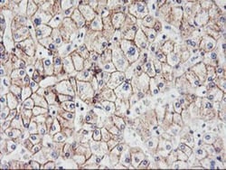N-Cadherin Antibody (OTI2G7), Novus Biologicals 0.1mL; Unlabeled:Antibodies,