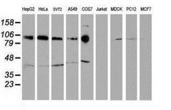 N-Cadherin Antibody (OTI2G7), Novus Biologicals 0.1mL; Unlabeled:Antibodies,