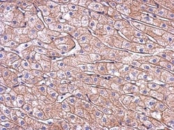 N-Cadherin Antibody, Novus Biologicals 0.1 mL | Buy Online | Novus Biologicals | Fisher Scientific