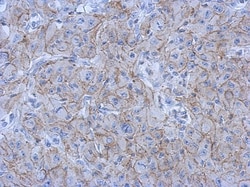 N-Cadherin Antibody, Novus Biologicals 0.1mL; Unlabeled:Antibodies, Polyclonal