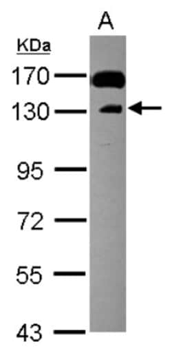 N-Cadherin Antibody, Novus Biologicals 0.1mL; Unlabeled:Antibodies, Polyclonal