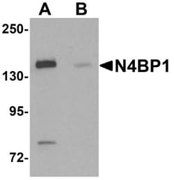 N4BP1 Antibody - BSA Free, Novus Biologicals 0.1mg; Unlabeled:Antibodies,