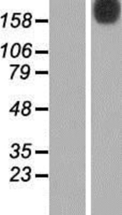 Novus Biologicals™ N4BP2 Overexpression Lysate