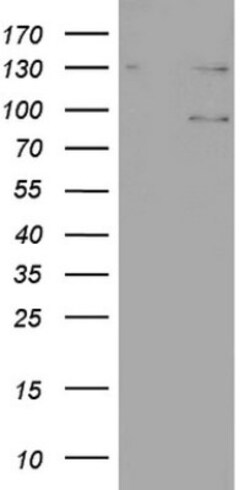 N4BP2L2 Antibody (OTI1C8), Novus Biologicals 0.1mL; Unlabeled:Antibodies,