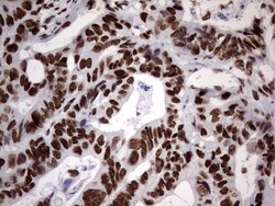 N4BP2L2 Antibody (OTI1C8), Novus Biologicals 0.1mL; Unlabeled:Antibodies,
