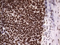 N4BP2L2 Antibody (OTI1C8), Novus Biologicals 0.1mL; Unlabeled:Antibodies,