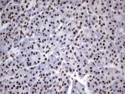 N4BP2L2 Antibody (OTI1C8), Novus Biologicals 0.1mL; Unlabeled:Antibodies,